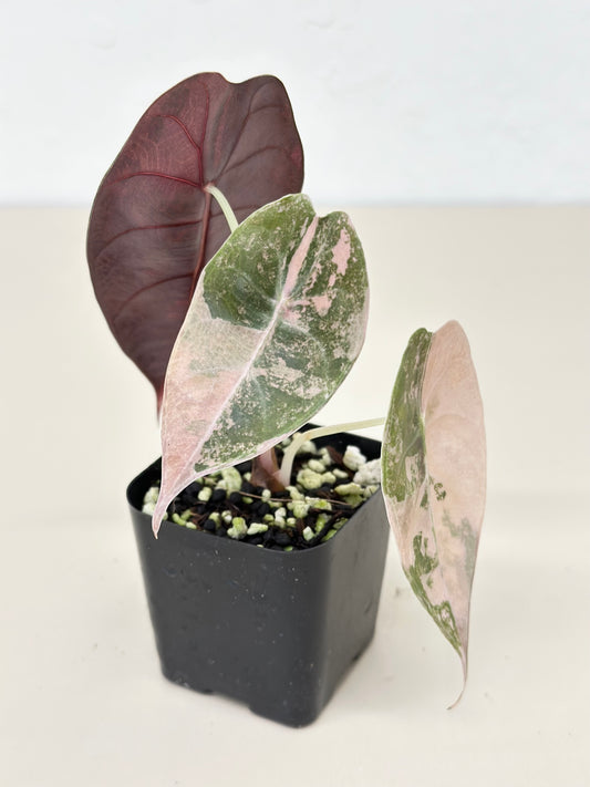 Alocasia Sedenii variegated - aurea