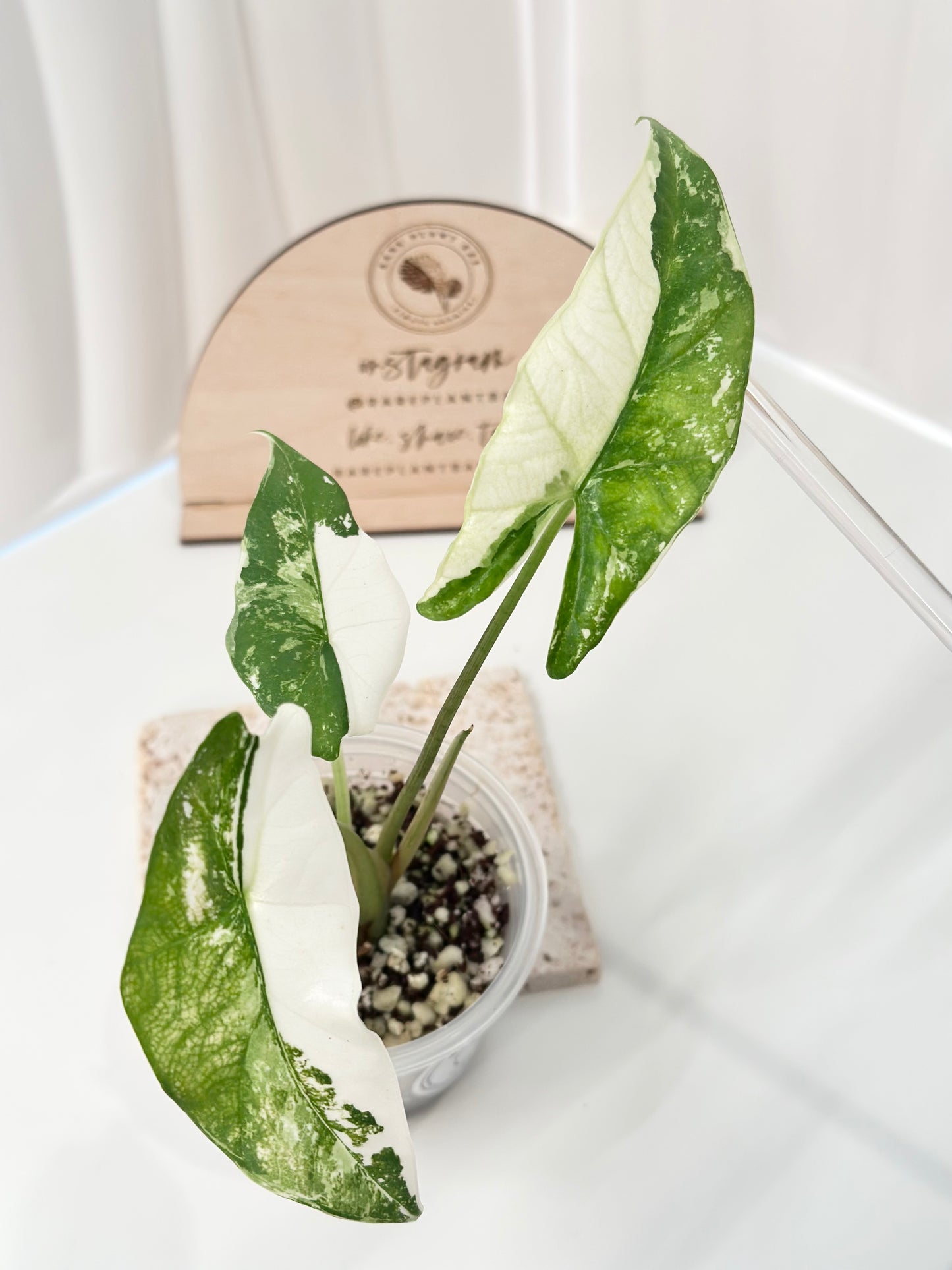 Alocasia Simpo Variegated - albo