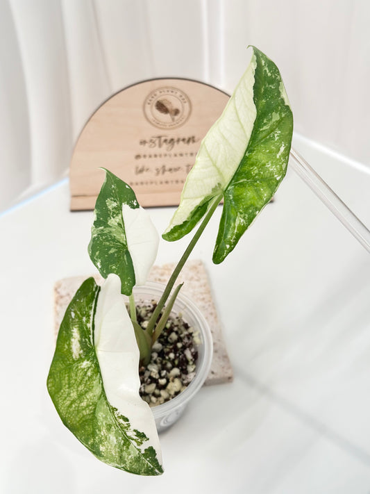 Alocasia Simpo Variegated - albo