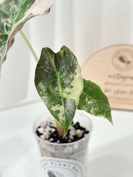 Alocasia Polly variegated - Pink
