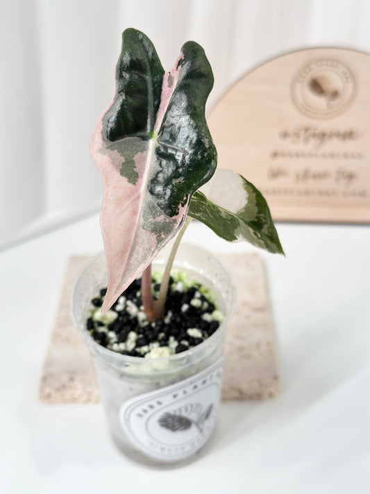 Alocasia Sanderiana "Nobilis K" Variegated - pink