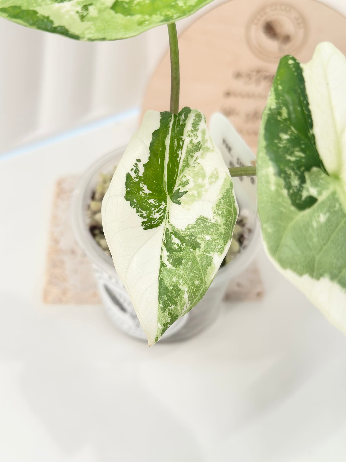 Alocasia Simpo Variegated - albo