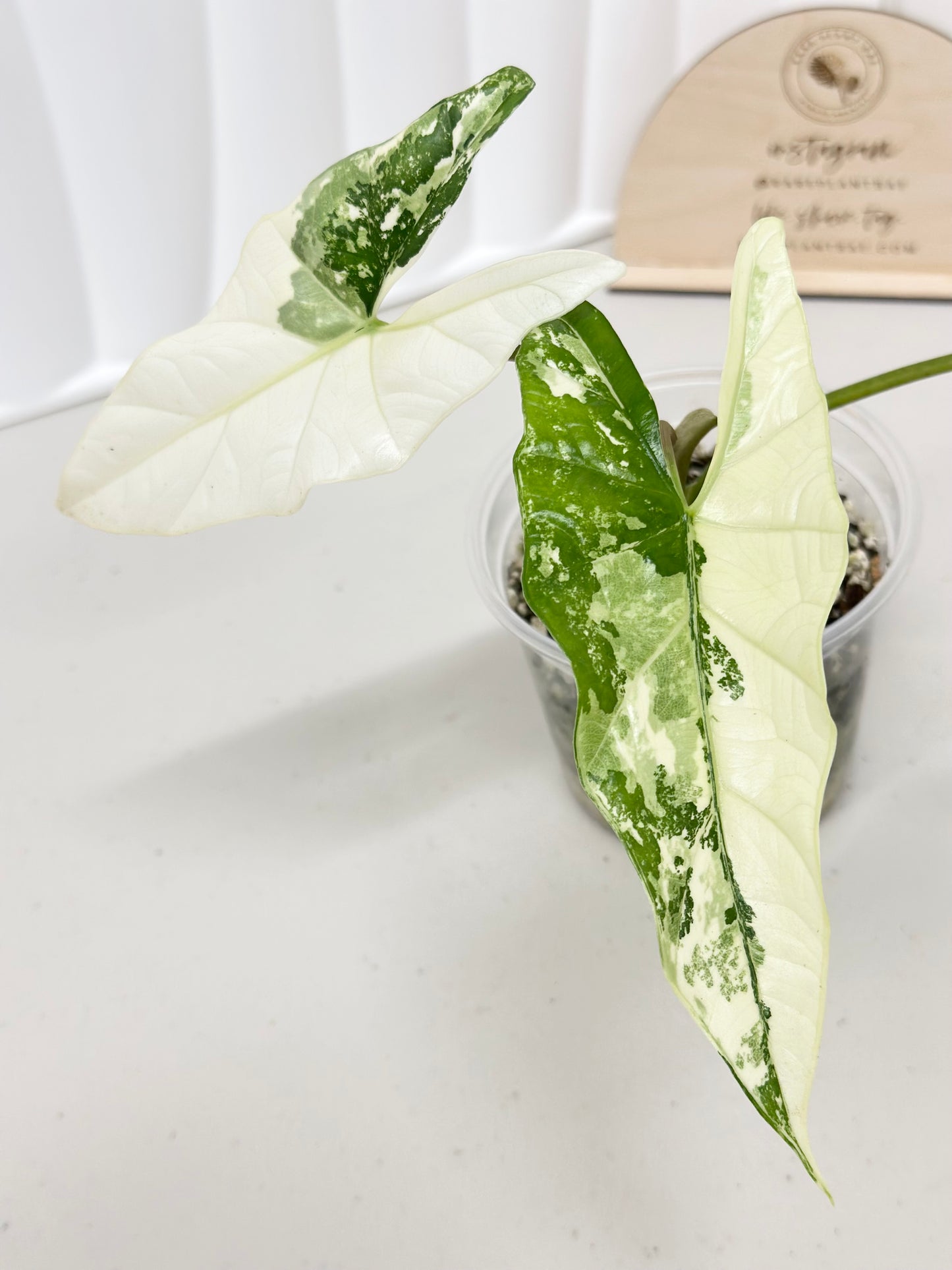 Alocasia Simpo Variegated - albo