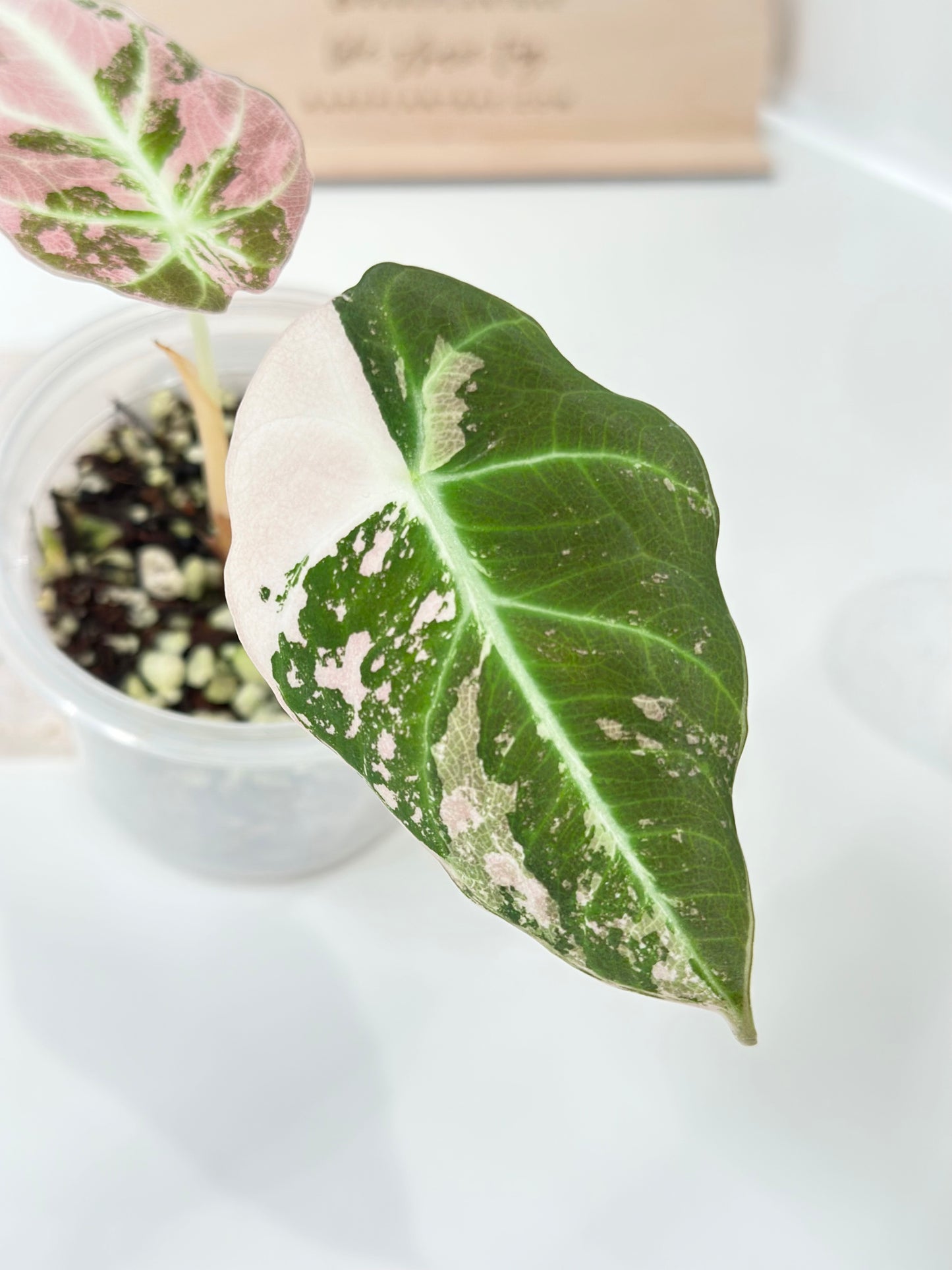 Alocasia Black Velvet Variegated - pink/albo