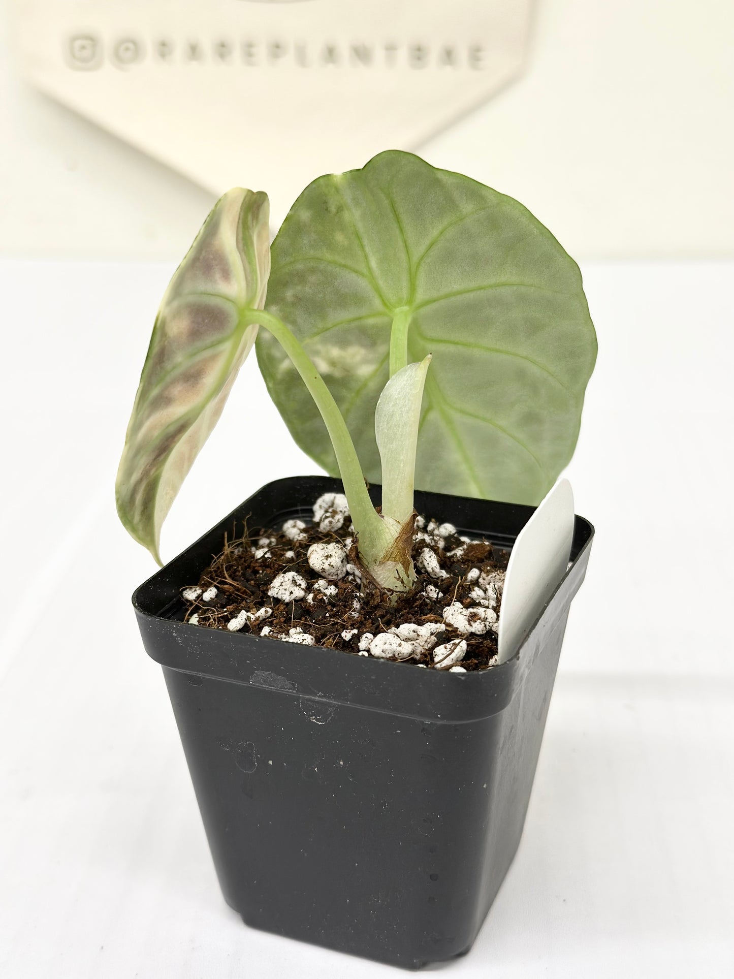 Alocasia Ninja variegated - albo