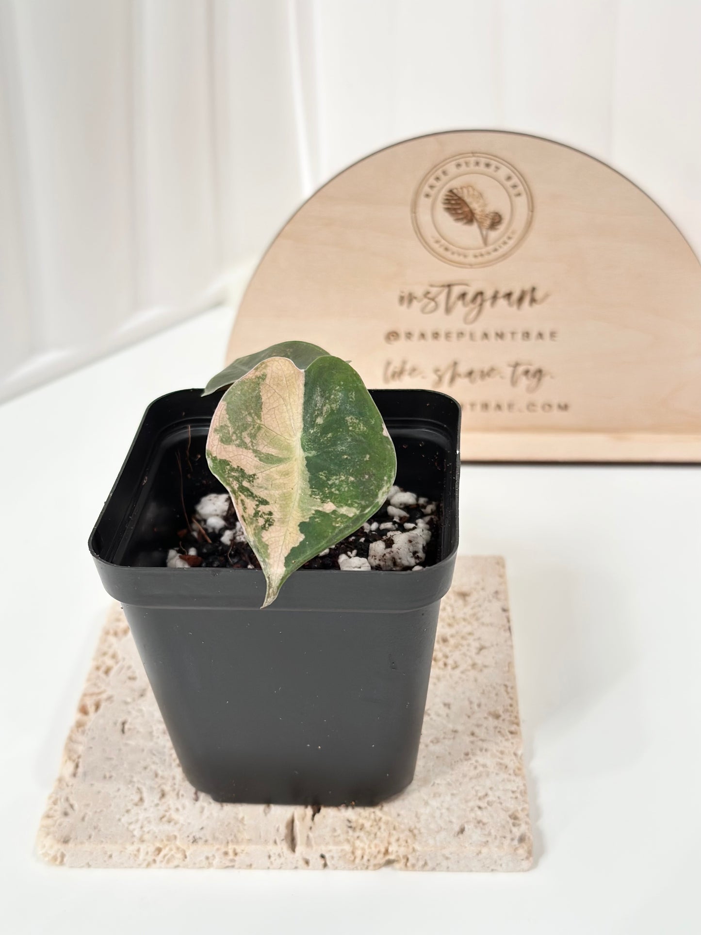 Alocasia Sedenii variegated - aurea