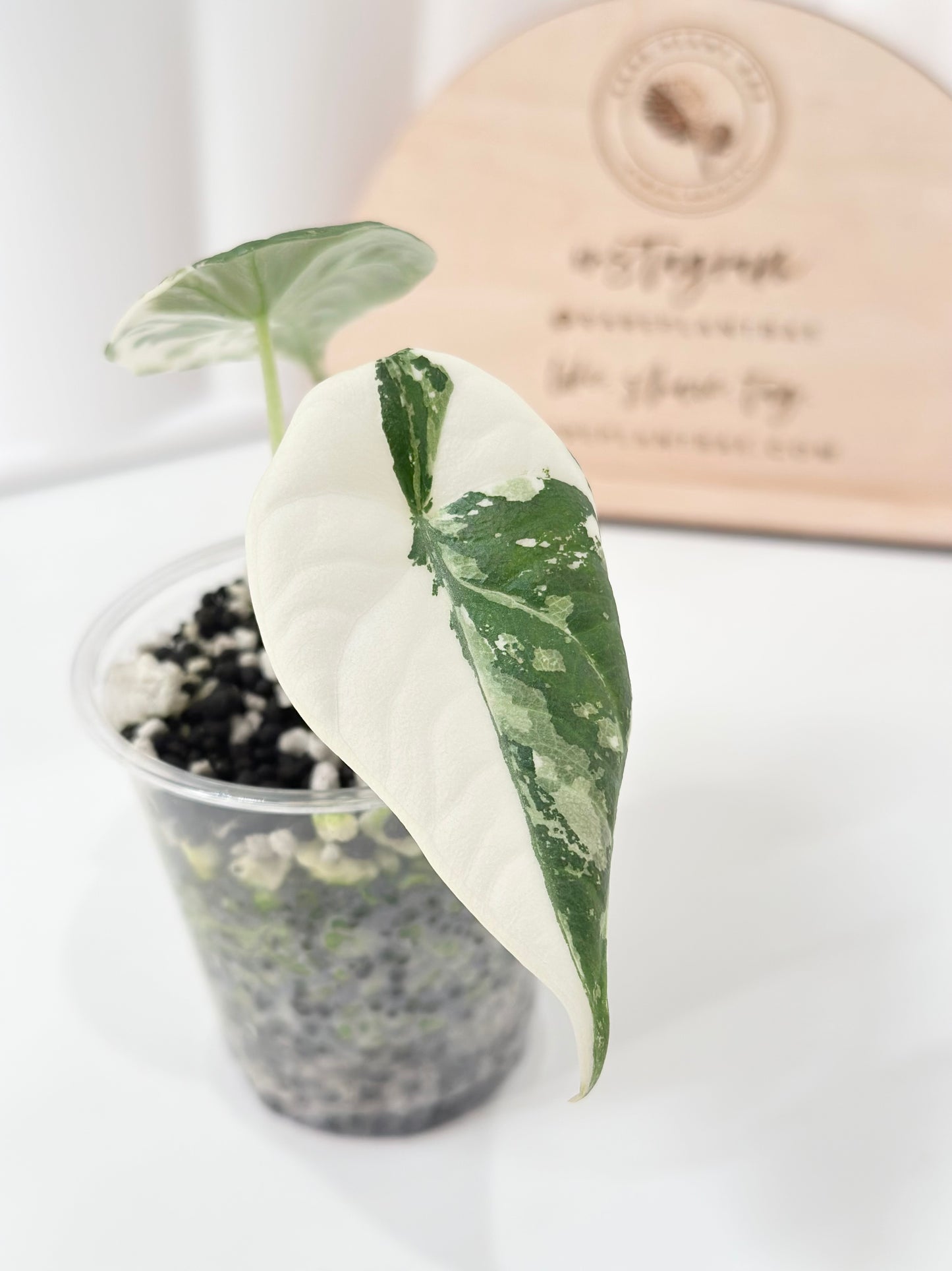 Alocasia Maharani variegated - albo