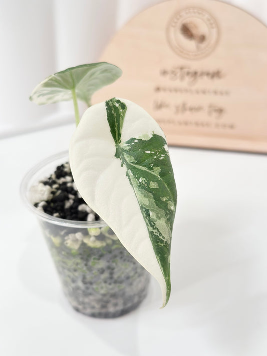 Alocasia Maharani variegated - albo