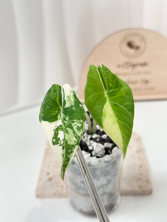 Alocasia Scalprum variegated - aurea