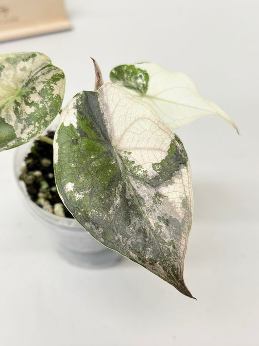 Alocasia Wentii variegated - pink/ albo (A8)