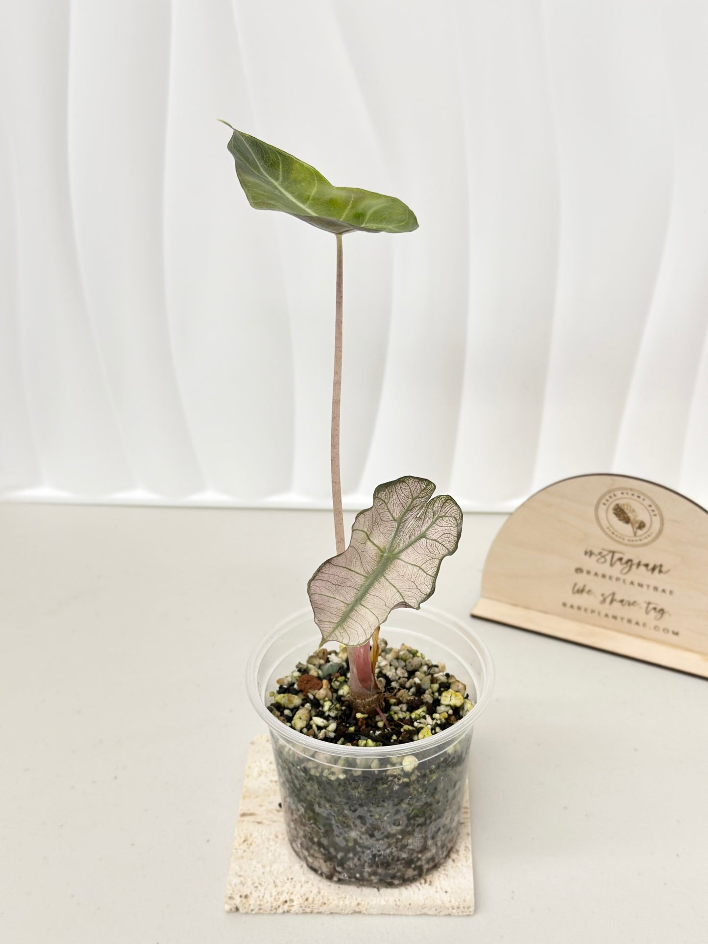 Alocasia Pink Dragon variegated - "stardust"