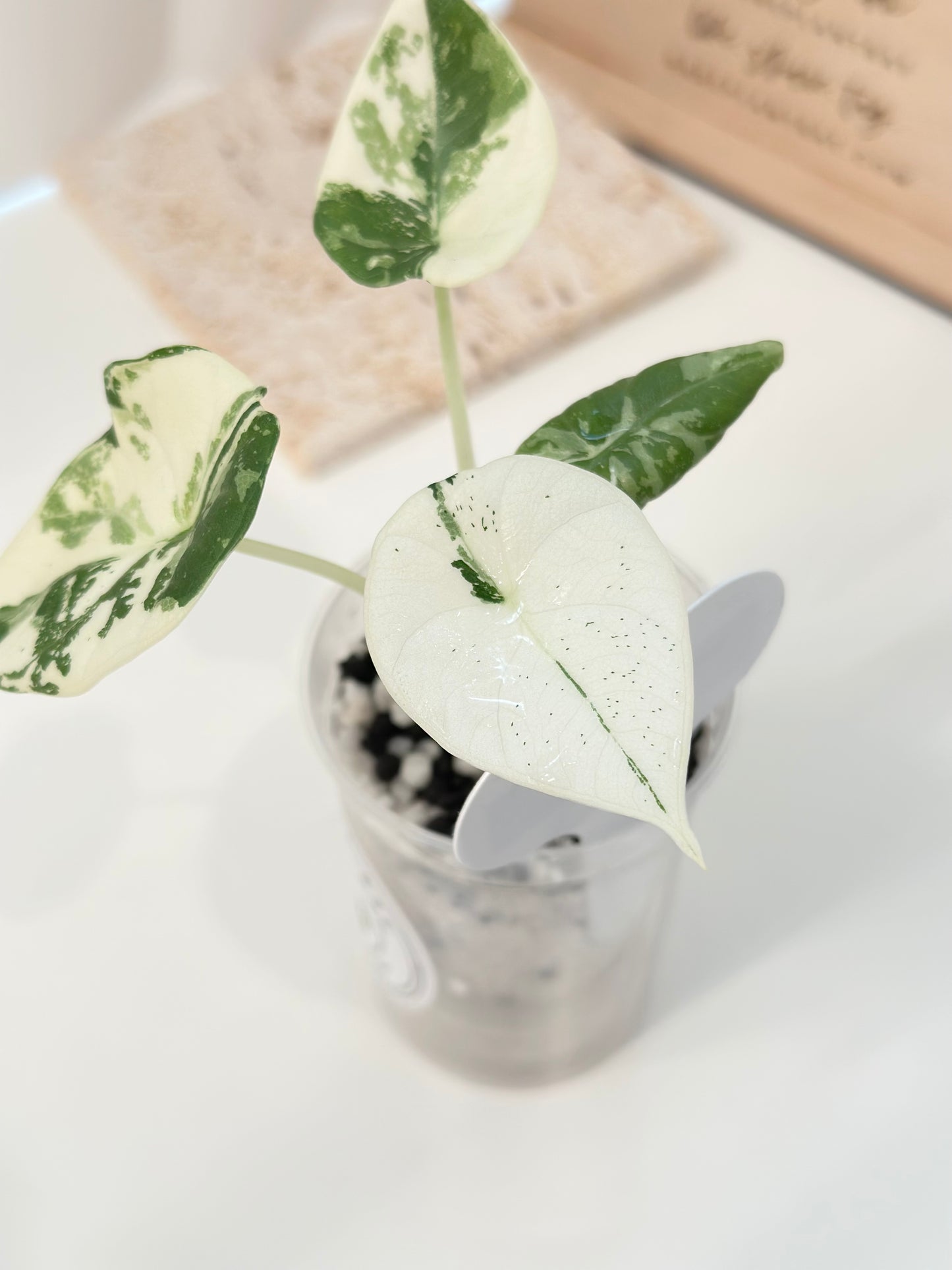 Alocasia Maharani variegated - albo