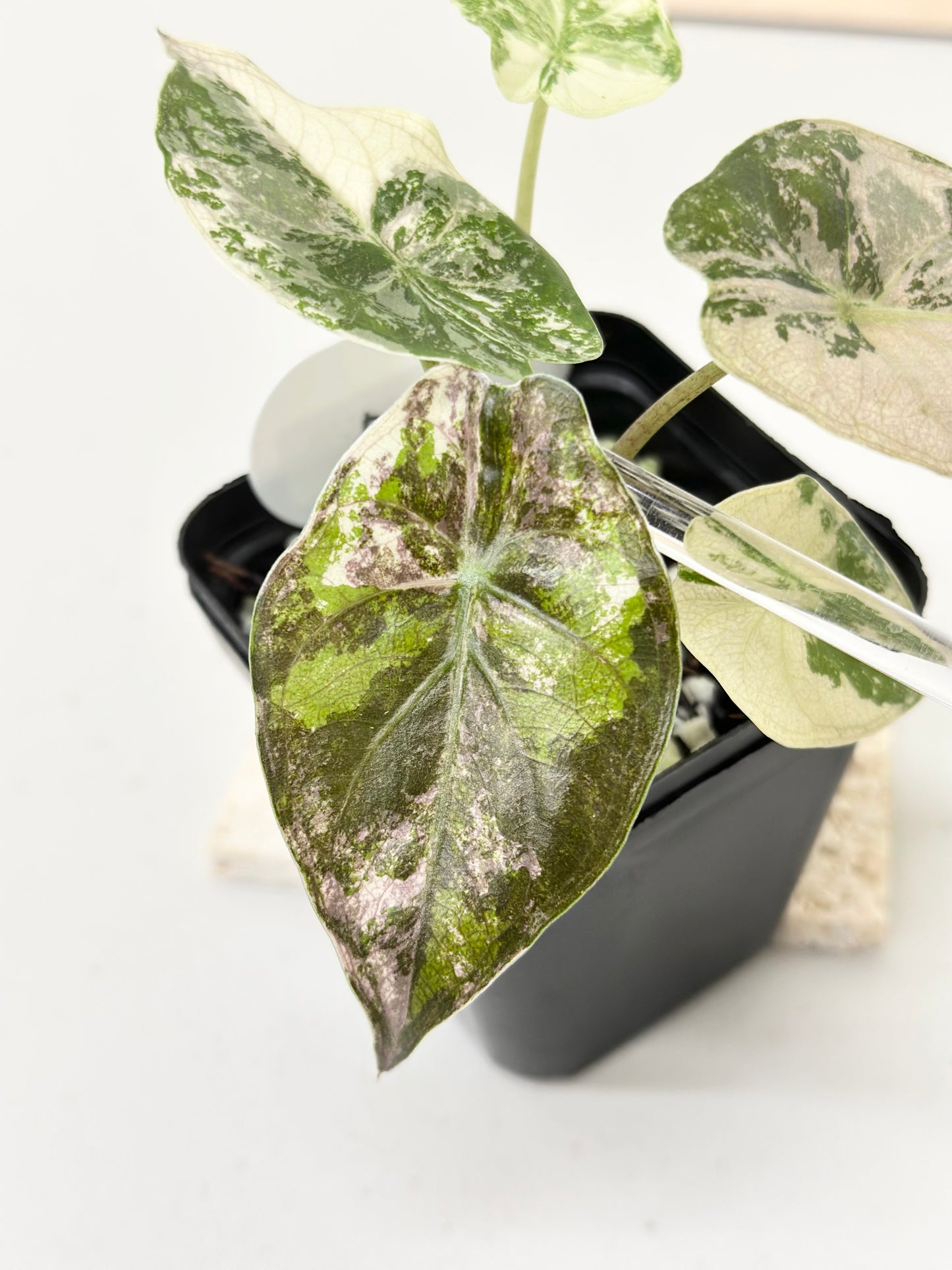 Alocasia Wentii variegated - pink/ albo (B)