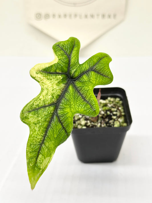 Alocasia Tandurusa variegated aurea (previously Jacklyn)