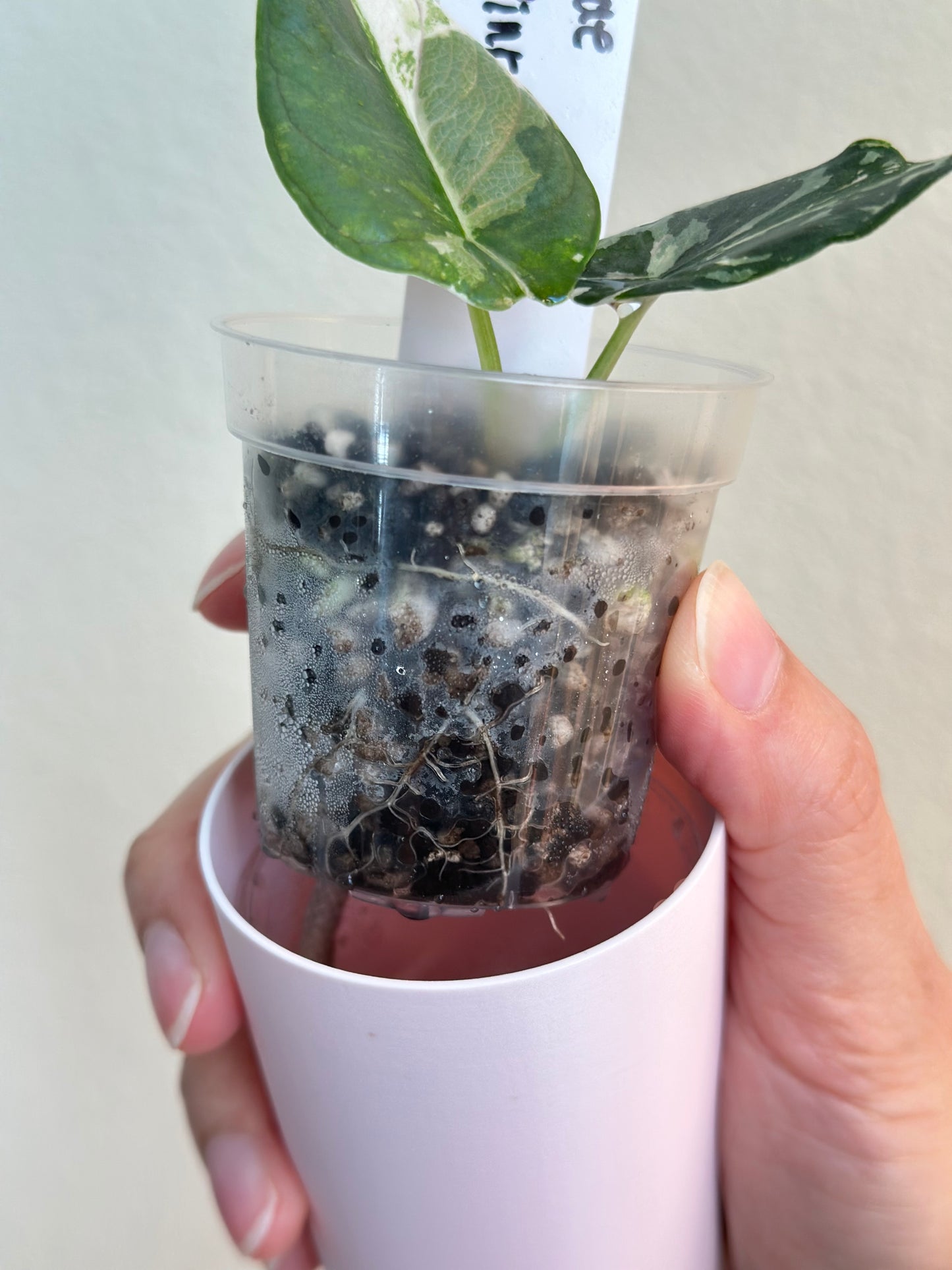 Alocasia Reginae Variegated - pink/albo *corm grown*