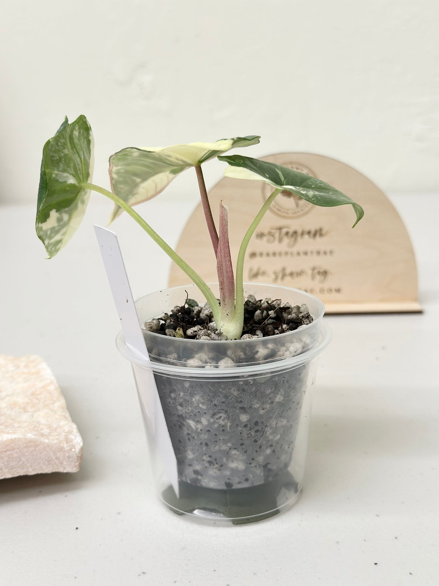 Alocasia Bisma "Platinum" variegated - albo (A1)