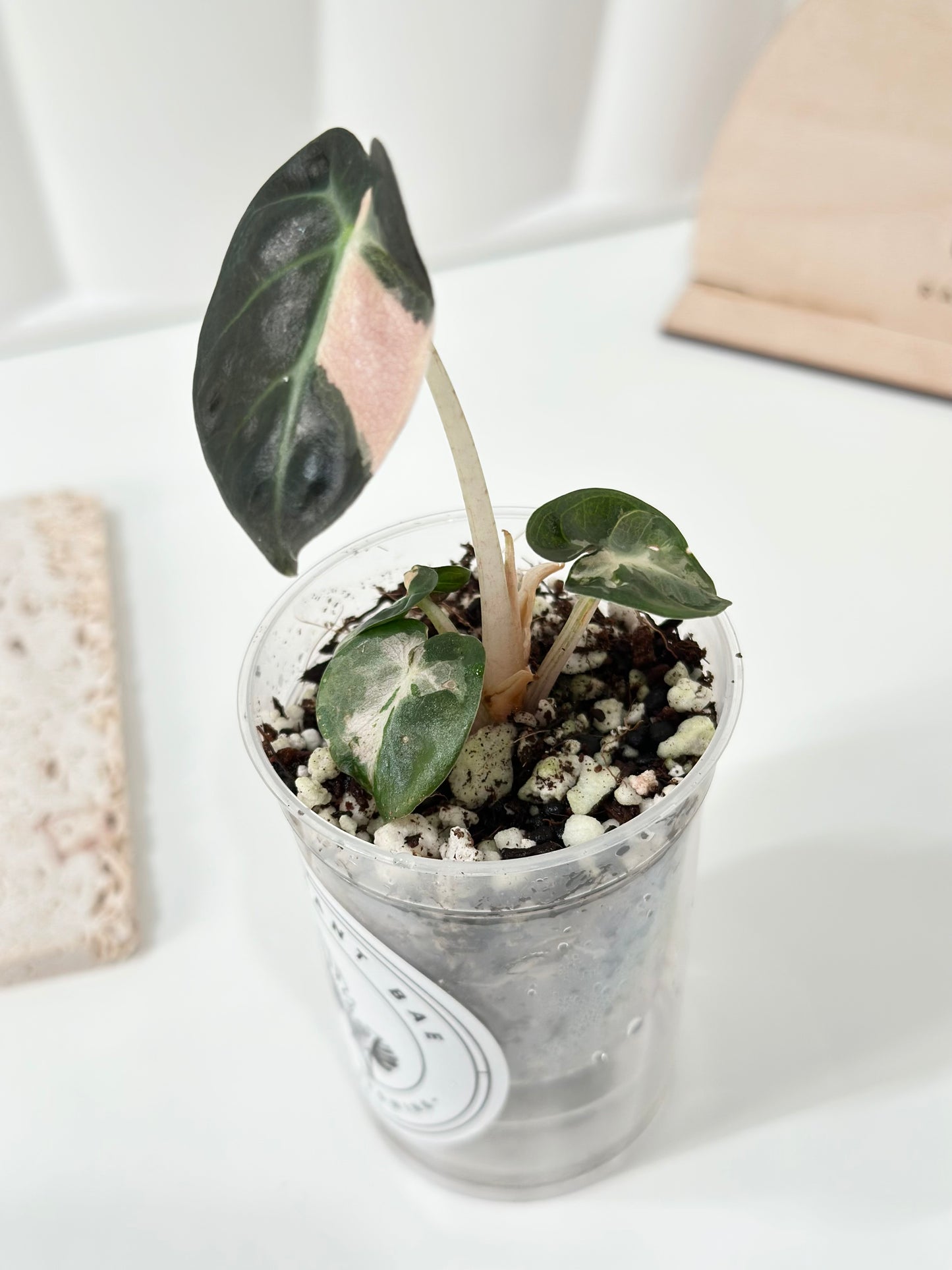 Alocasia Heart Balloon Variegated - Pink