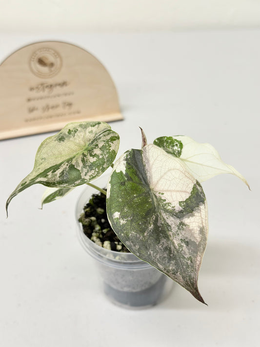 Alocasia Wentii variegated - pink/ albo (A8)