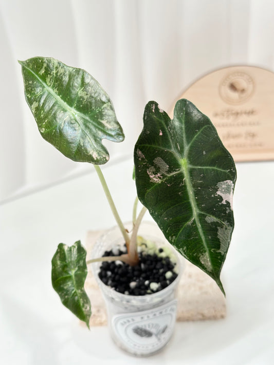 Alocasia Polly variegated - Pink