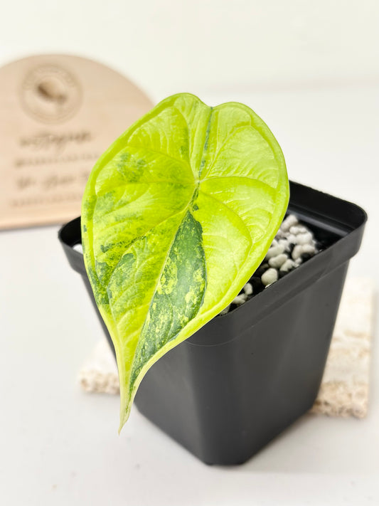 Alocasia Dragon Scale Variegated - aurea (stem grown)