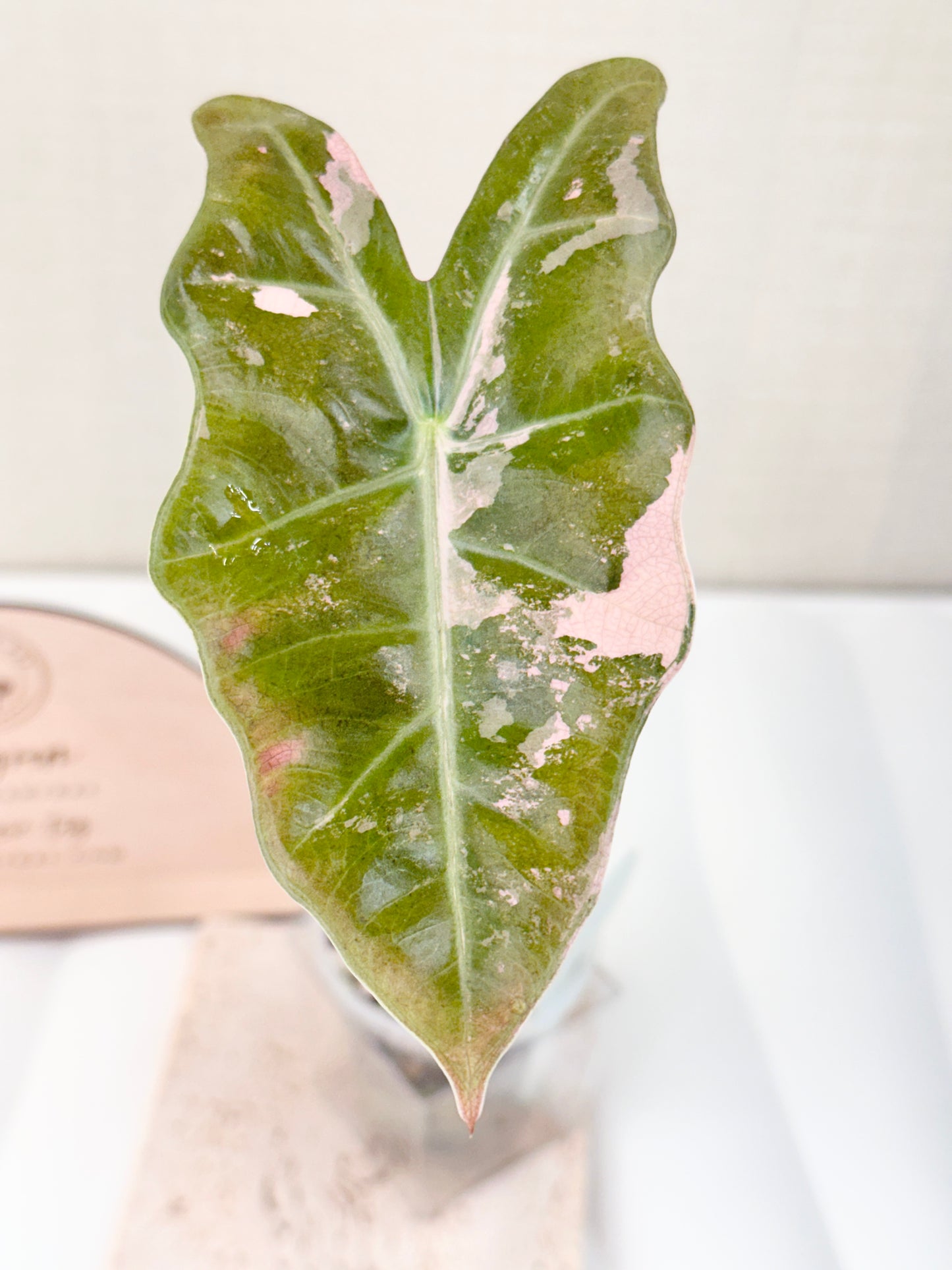 Alocasia Pseudo Sanderiana variegated - pink *high var*