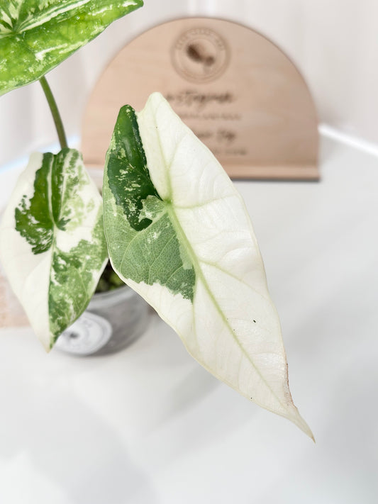 Alocasia Simpo Variegated - albo