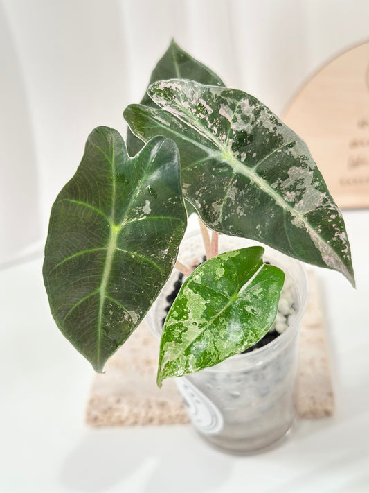Alocasia Polly variegated - Pink