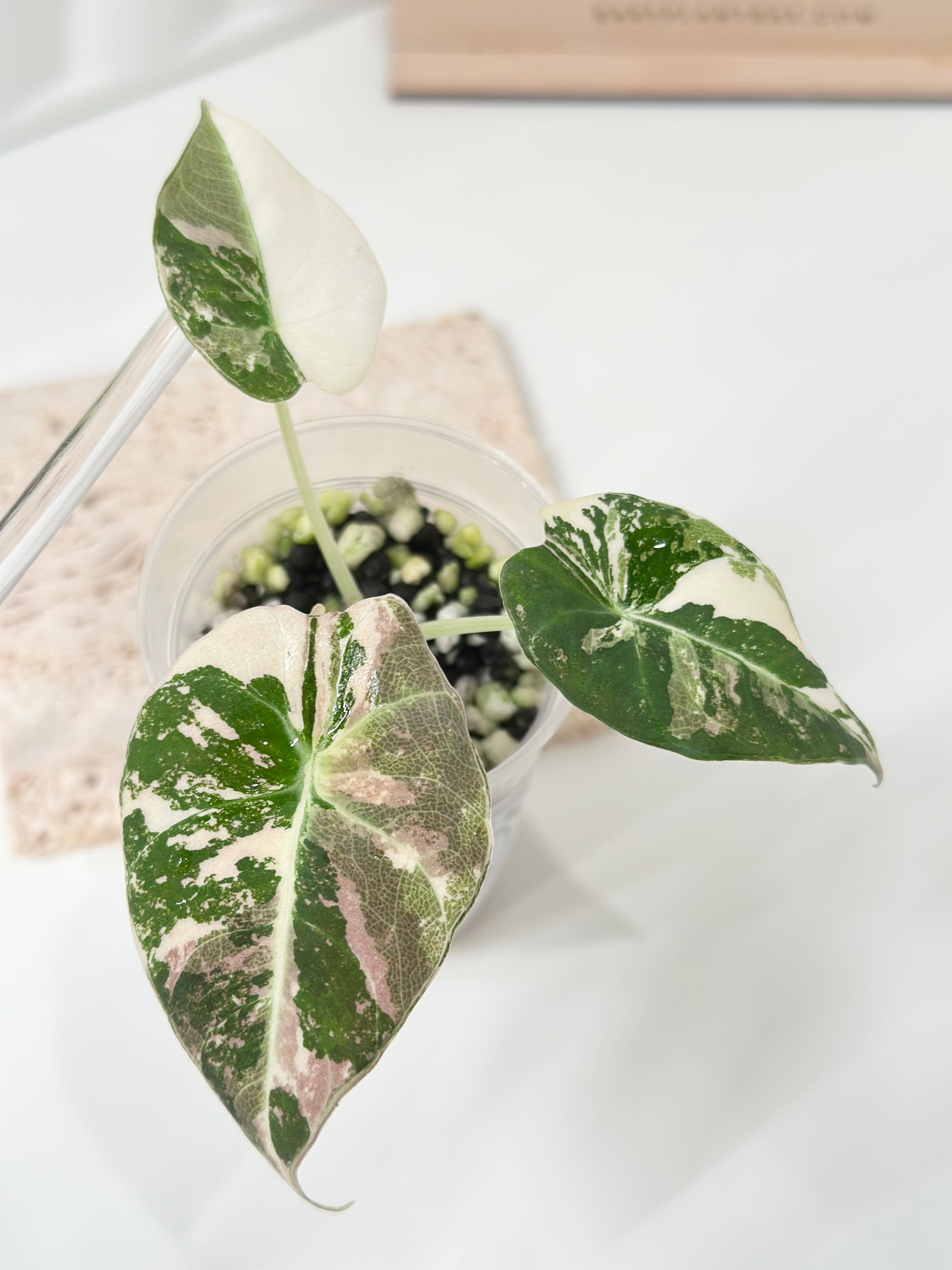 Alocasia Black Velvet Variegated - pink/albo – Rare Plant Bae