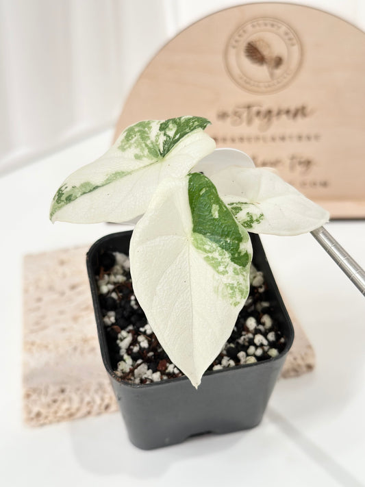 Alocasia Melo variegated - albo