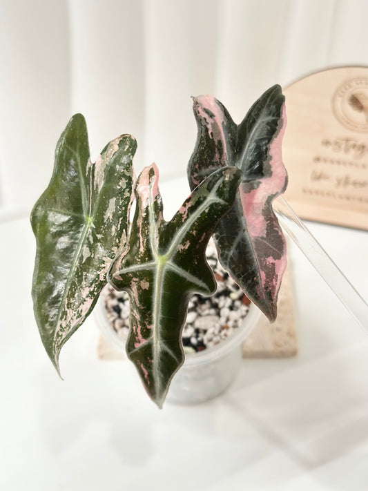 Alocasia Sanderiana "Nobilis K" Variegated - pink