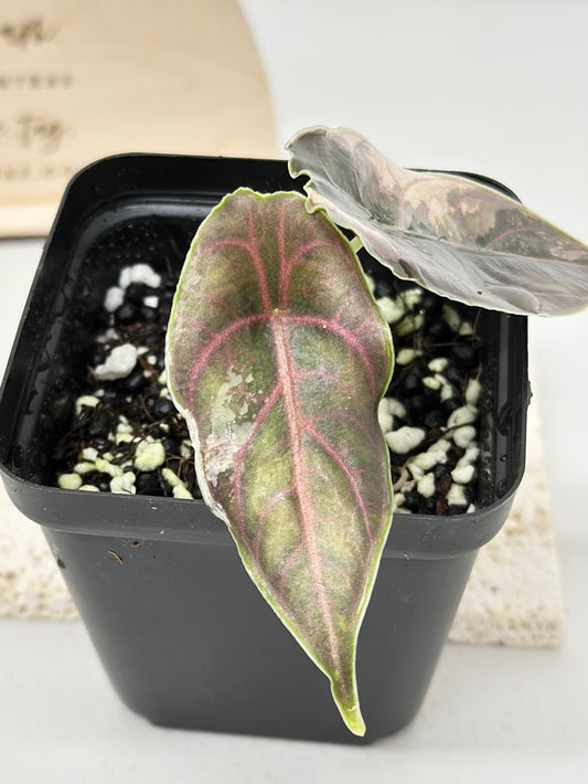 Alocasia Azlanii variegated - albo/pink