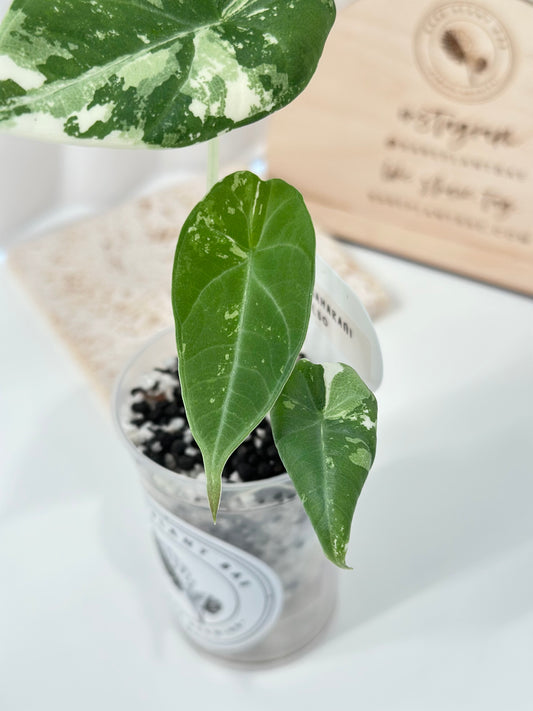 Alocasia Maharani variegated - albo