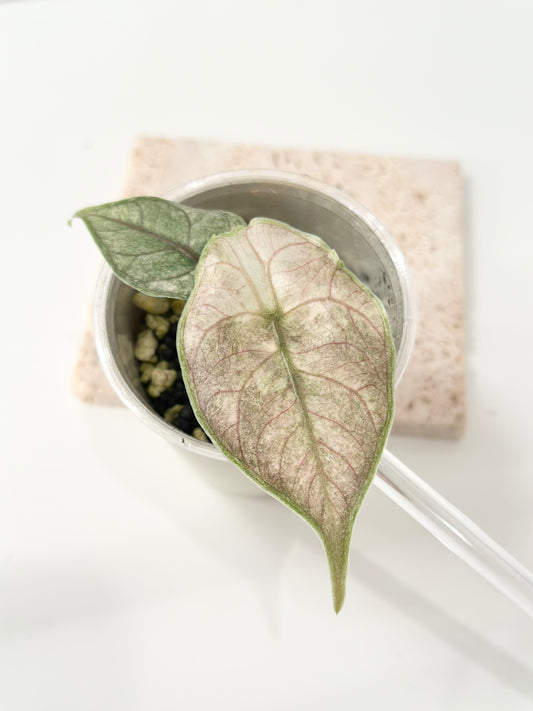 Alocasia Azlanii variegated - pink mint *corm grown*