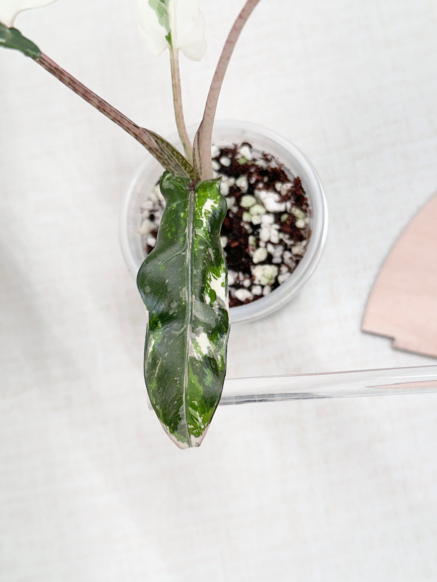 Alocasia Lauterbachiana variegated - albo