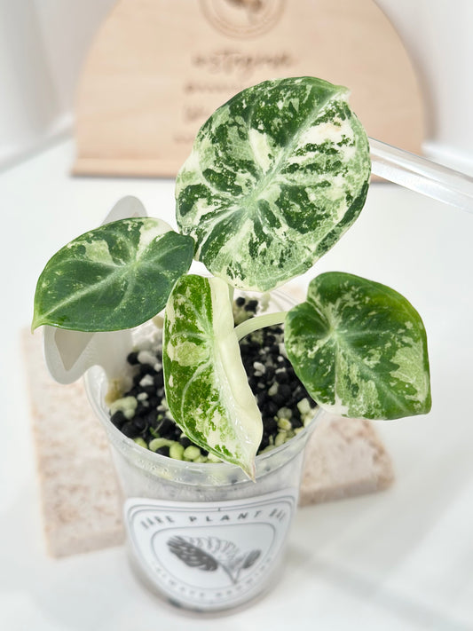 Alocasia Ninja variegated - albo