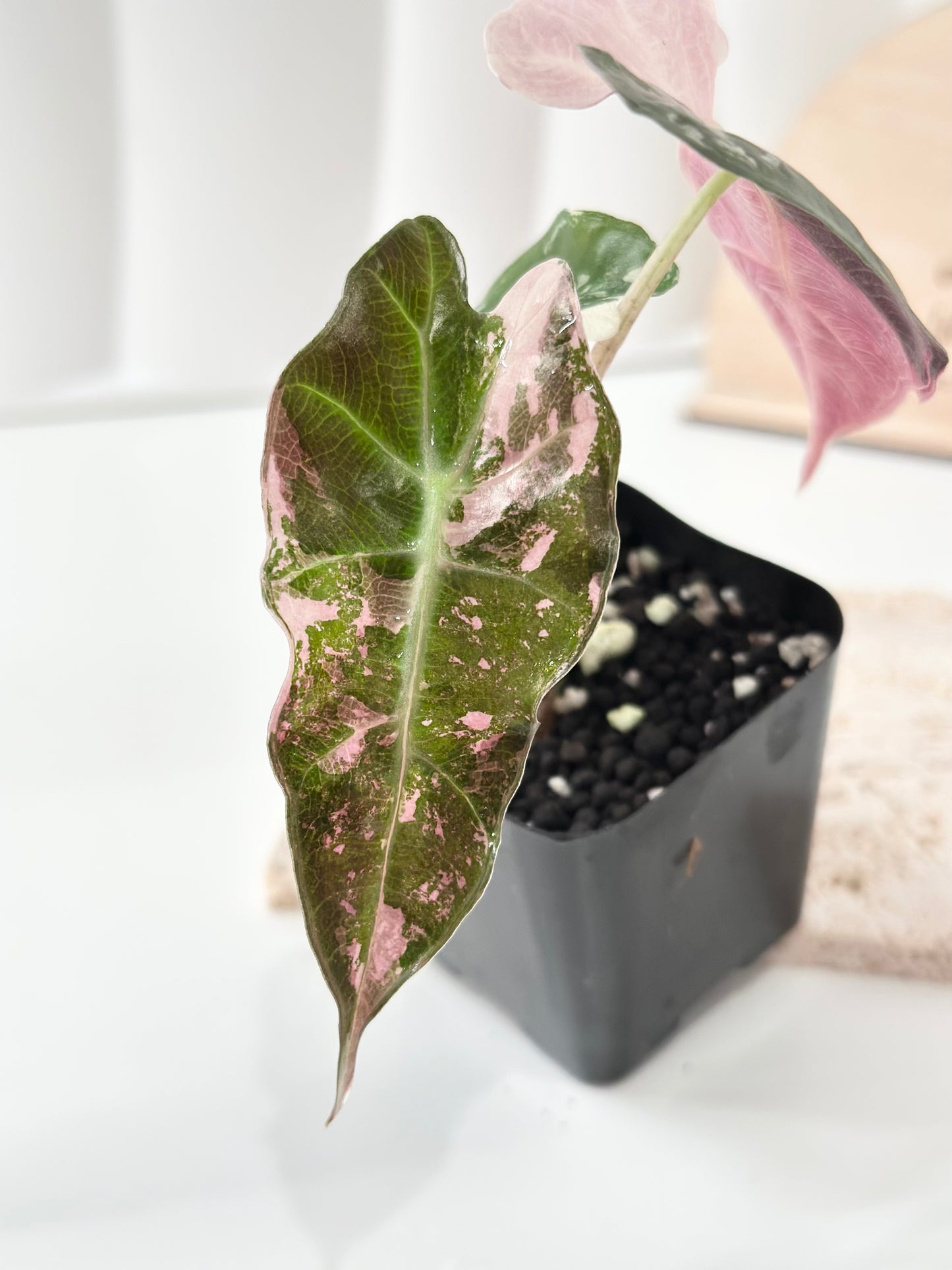 Alocasia Polly variegated - Pink