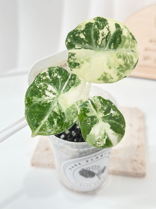 Alocasia Ninja variegated - albo