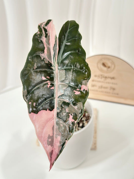 Alocasia Chantrieri Variegated - pink
