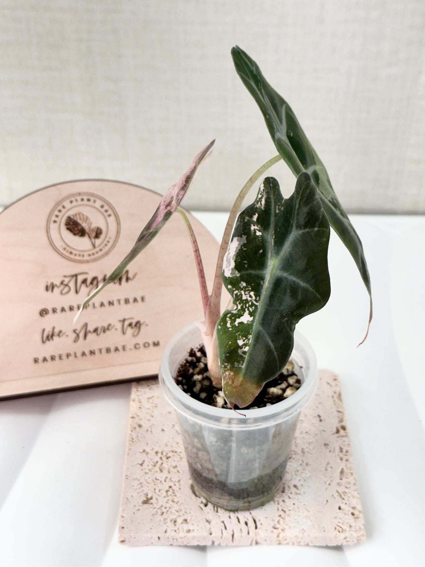 Alocasia Polly variegated - Pink