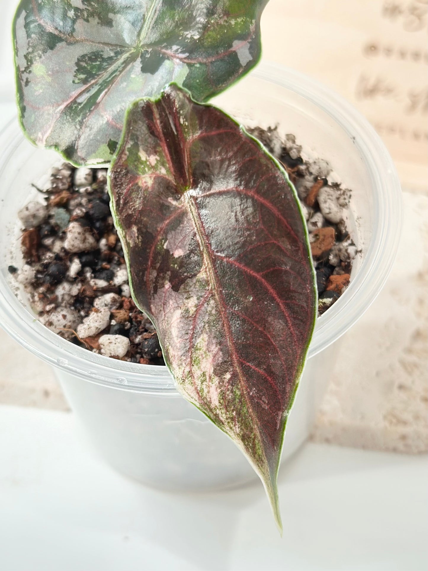 Alocasia Azlanii variegated - albo/pink