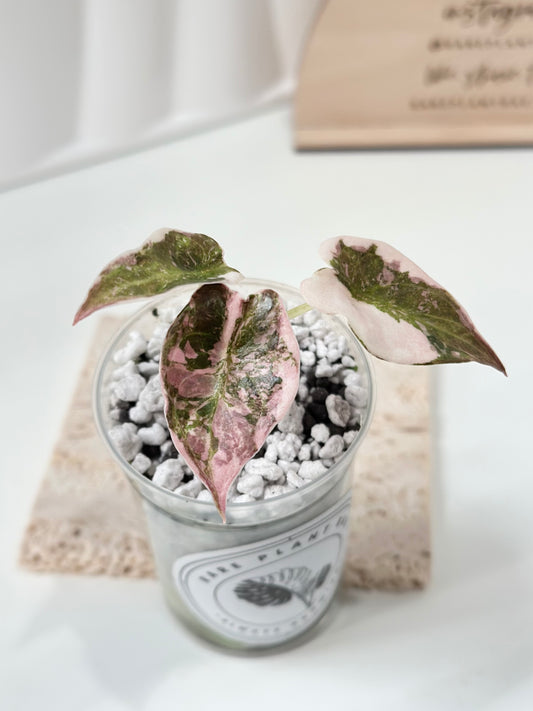 Alocasia Cuprea Variegated - pink marble