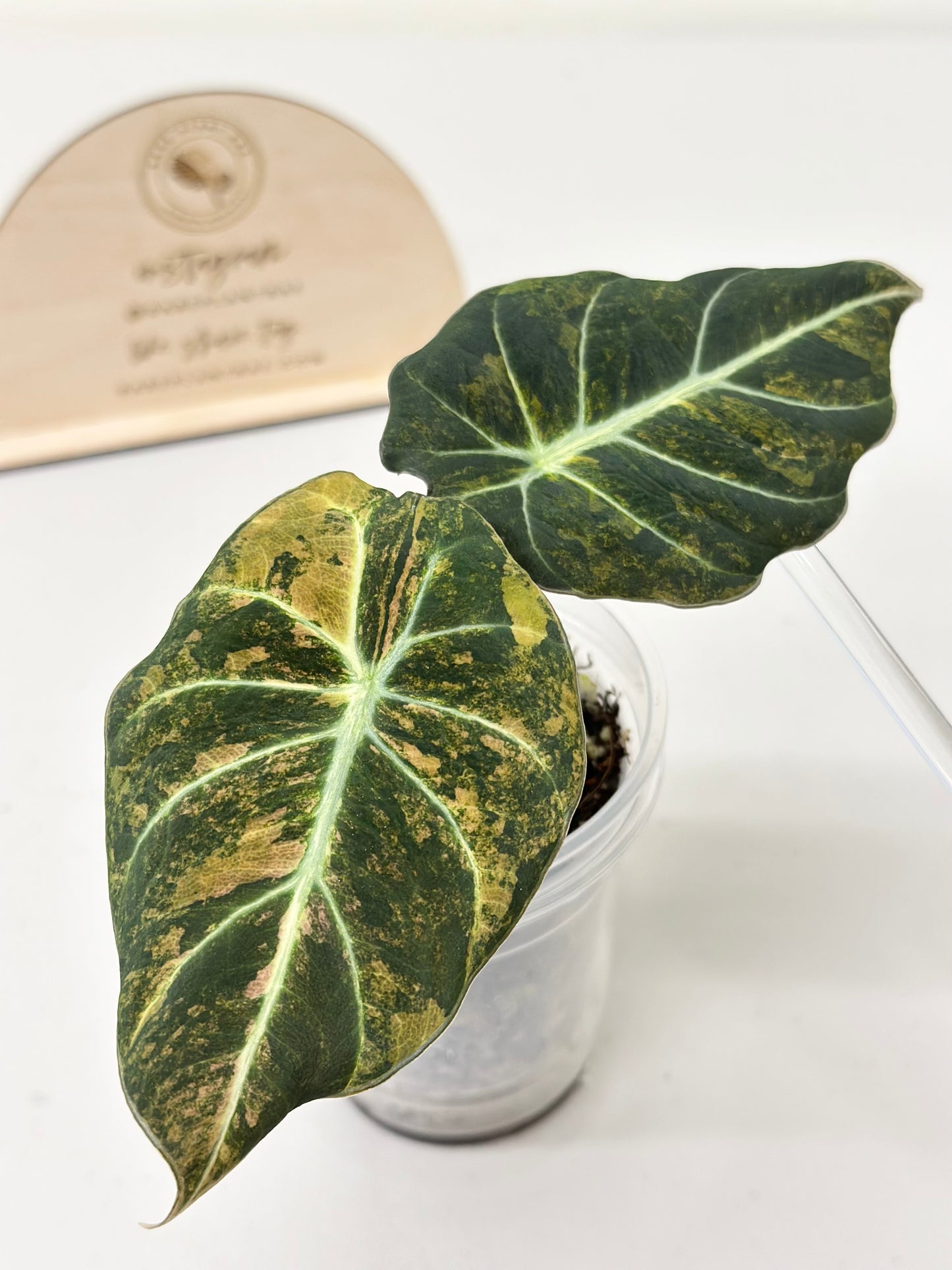 Alocasia Black Velvet Variegated - aurea