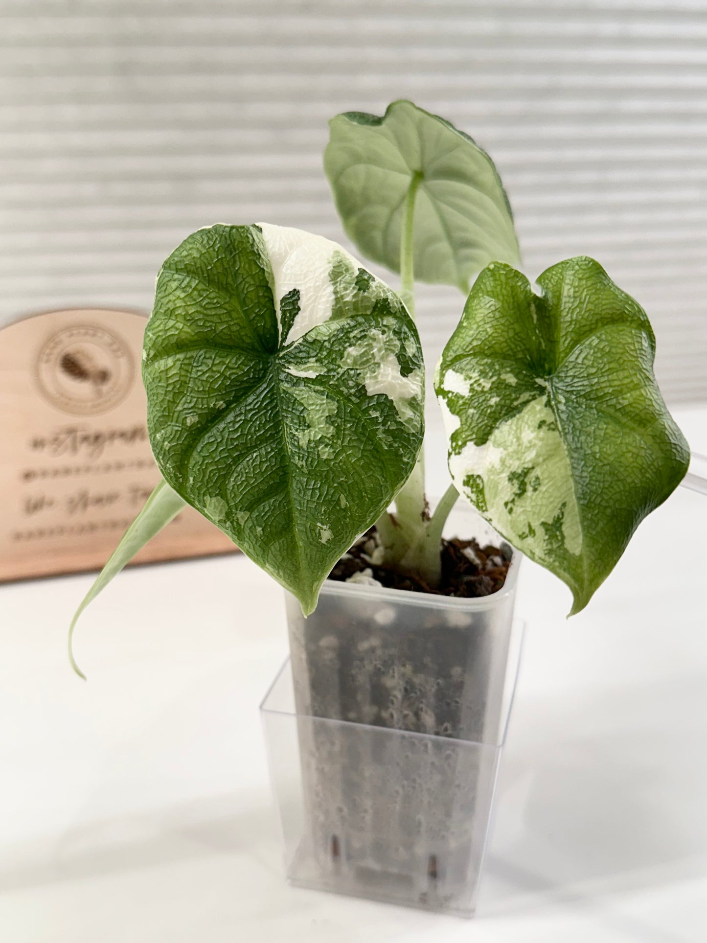 Alocasia Melo variegated - albo