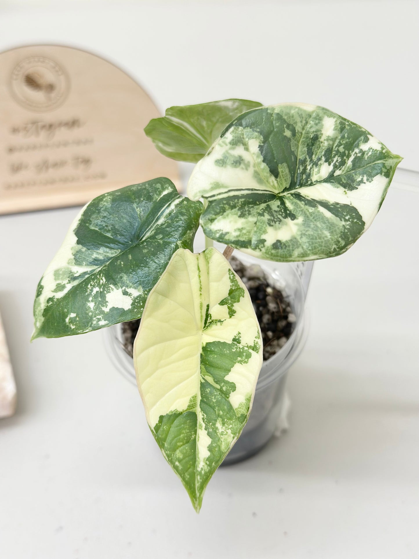 Alocasia Bisma "Platinum" variegated - albo (A2)