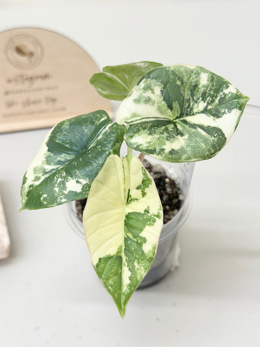Alocasia Bisma "Platinum" variegated - albo (A2)