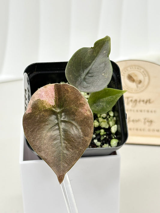 Alocasia Cuprea Variegated - pink/mint