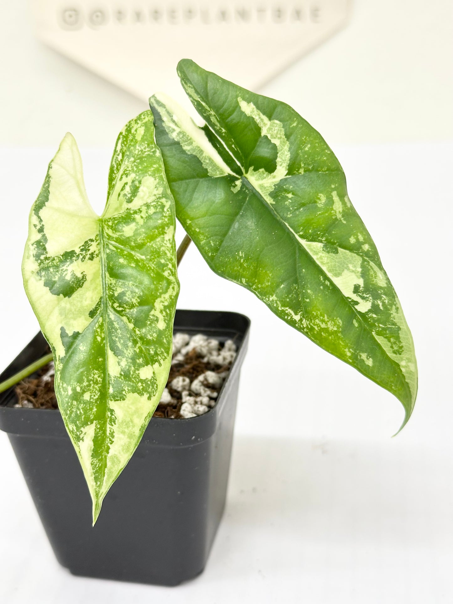 Alocasia Simpo Variegated - albo