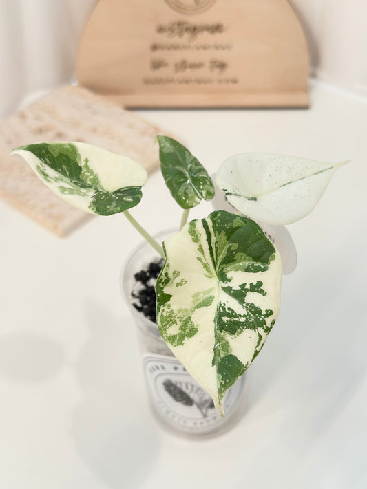 Alocasia Maharani variegated - albo