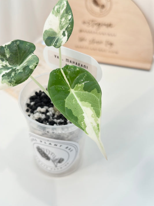 Alocasia Maharani variegated - albo