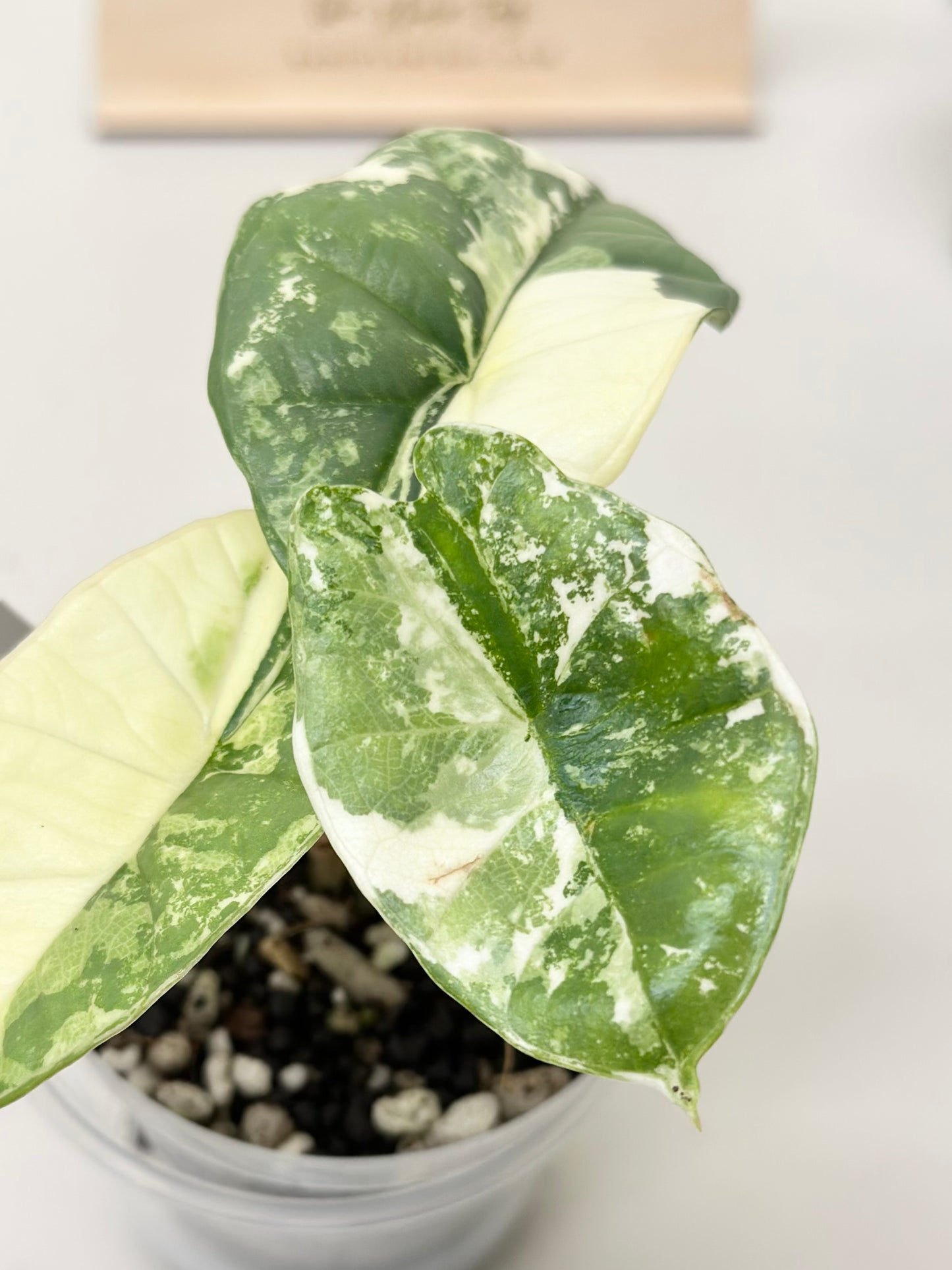 Alocasia Bisma "Platinum" variegated - albo (A3)